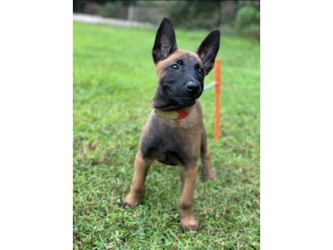 Belçika malinois yavruları istanbul