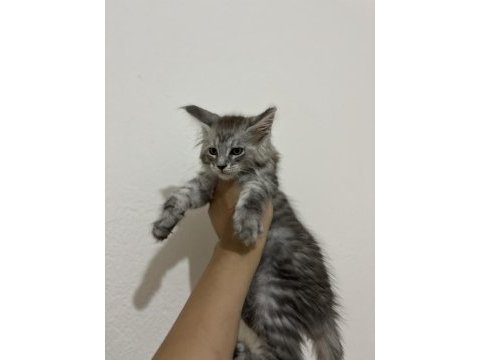 Şecere ve üretim izinli dev maine coon bebekler