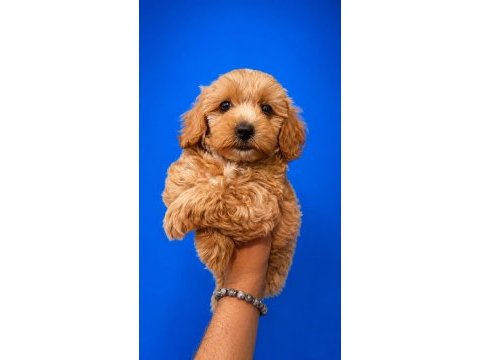 Irk ve sağlık garanti orjinal maltipoo