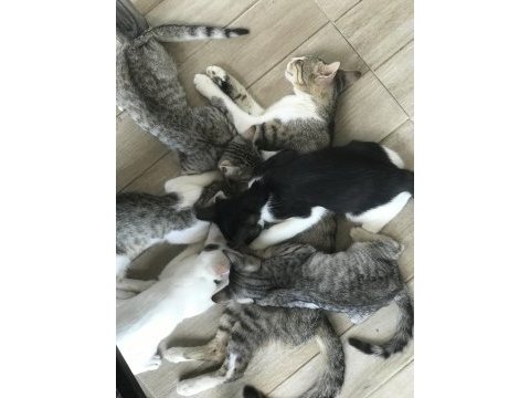 Şirin yavru kediler sahiplendirilecek