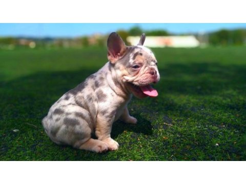 Lilac merle tan isabella carrier french bulldıog