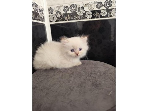Safkan british longhair