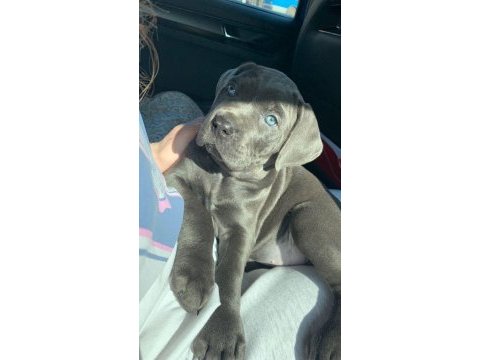 Cane corso yavrularımız