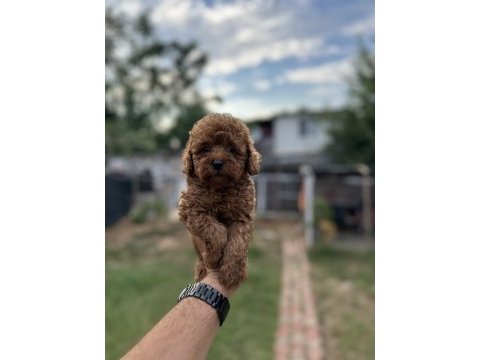 Renk renk toy poodle yavrularımız 