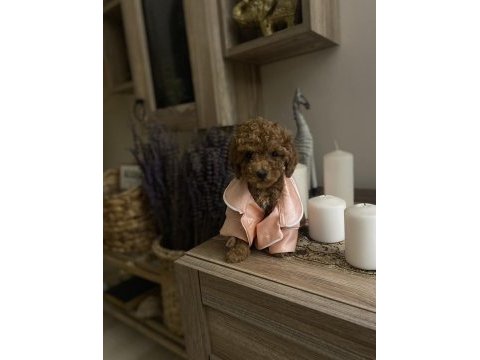 Dişi ve erkek poodle yavrular
