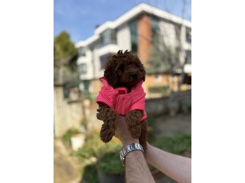Toy poodle orjinal bebekler sakarya