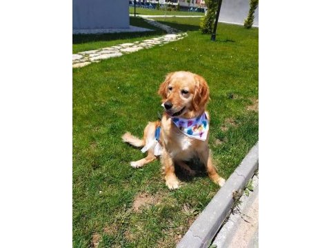 Acil - golden retriever