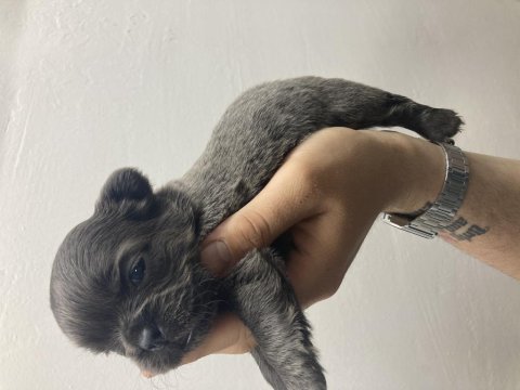 Dişi blue fluffy french bulldog