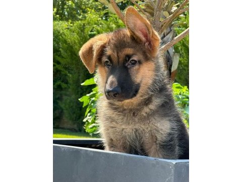 Alman kurdu yavruları sağlık ve ırk garantili 