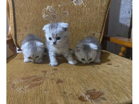 29 nisan doğumlu scottish fold bebekler