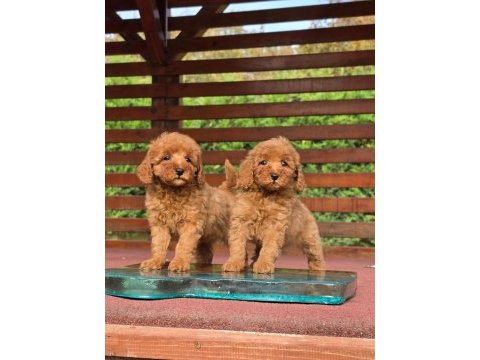 Poodle çiftliğinden red brown toy poodle bebeklerimiz