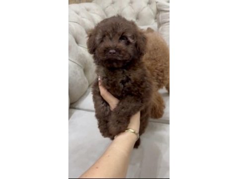 Orjinal toy poodle çikolata özel renk