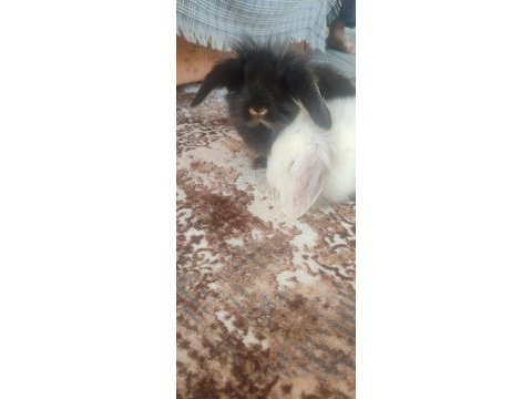 Hollanda lop ve aslan baş tavşanlar