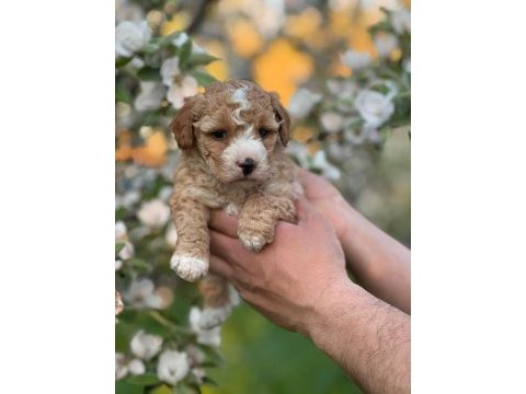 Mükemmel kalite maltipoo yavrular için geç kalmayın