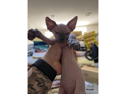 Sphynx (sfenks) kedisi