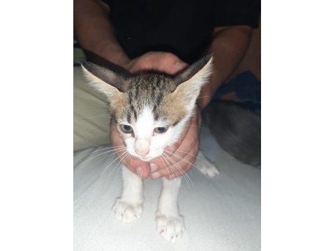 2 erkek 1 kız tekir kedi