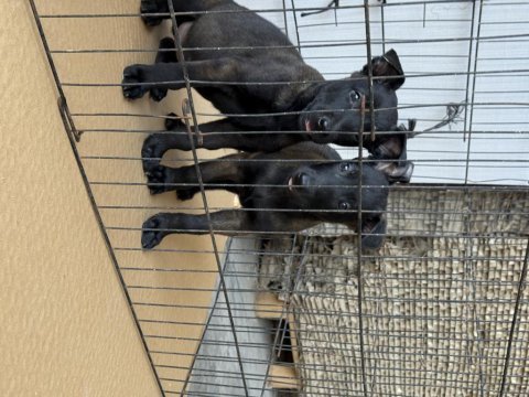 Romanya kan hattı malinois yavrular