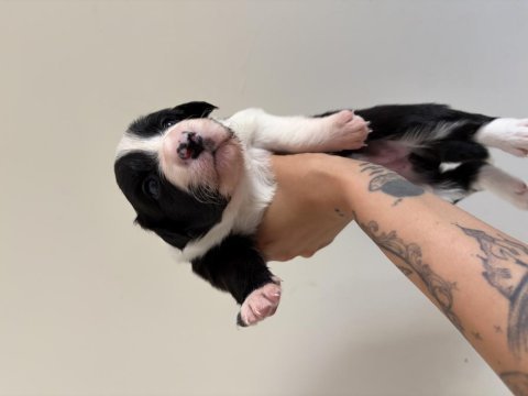 Şampiyon soy şecereli annenin 4 dişi 1 erkek border collie