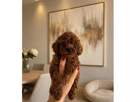 Toy poodle yavrularım orijinal