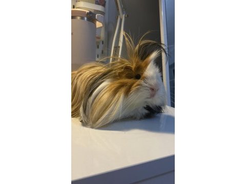 Ücretsiz guinea pig