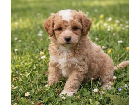Korekan toy poodle bebeklerimiz