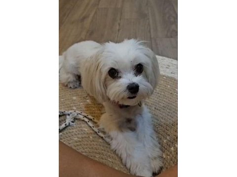 Coco maltese 4 yaşında dişi kısır