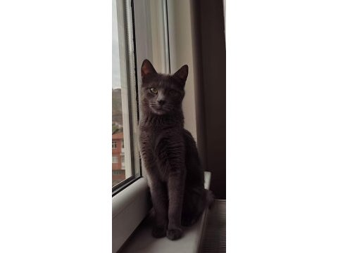 British shorthair prensesimiz yeni evini arıyor