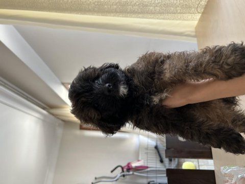 Tibetan terrier toy poodle kırması 45 günlük yavrular
