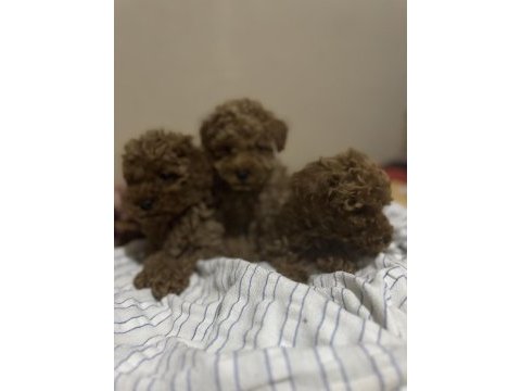 3 dişi ve 1 erkek toy poodle