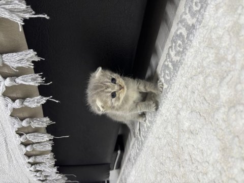 Erkek scottish fold kırık kulak kedimiz 25 günlük