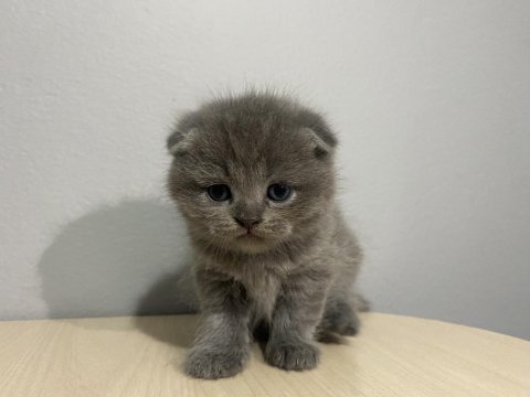 1 aylık scottish fold kedi yavrusu