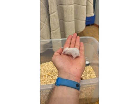 Yavru golden hamster