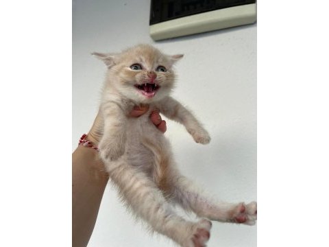 Scottish fold golden yavru