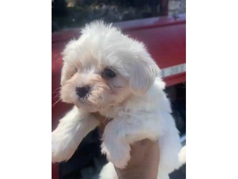 Maltese terrier yavrular ırk sağlık garantili