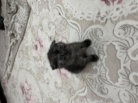 Scottish fold kediler