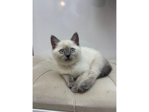 Son british shorthair yavru