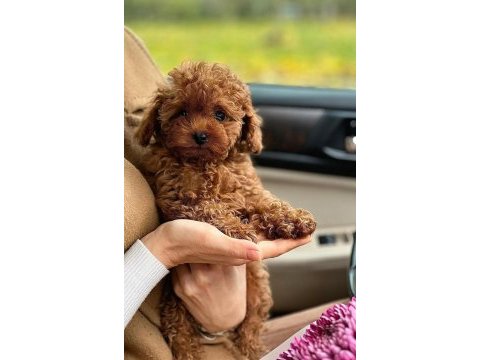 Toy poodle teacup ırk sağlık garantili