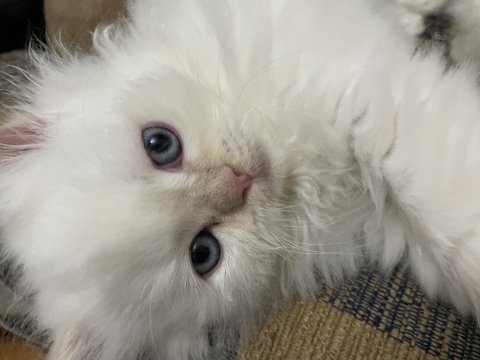 3 aylık yavrularımızı sahiplendiriyoruz persian