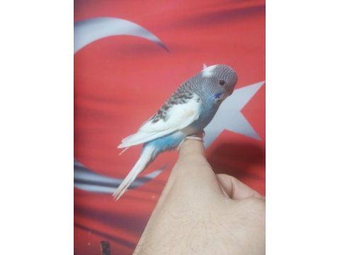 Sağlıklı muhabbet kuşu yavrular