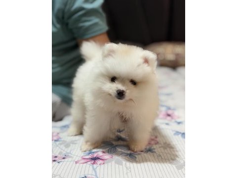 Orijinal pomeranian boo teddy bear teacup