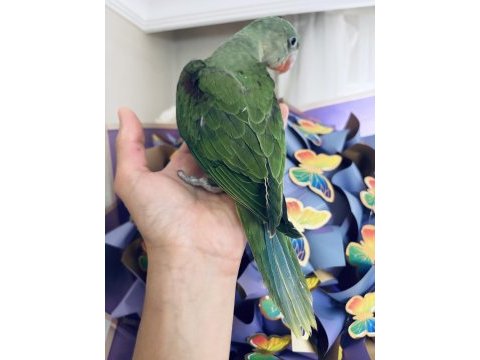 Sezonun son yavrusu bebek alexander papağanı