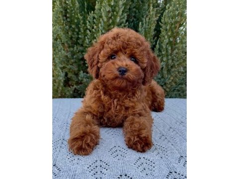 Red brown mini poodle bebekler