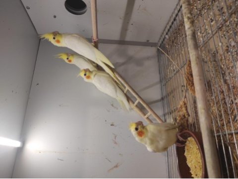 Lutino yavru sultan papağanları