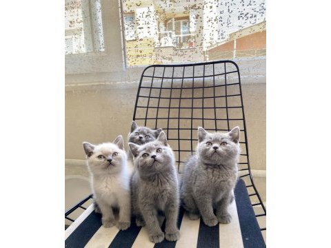 Uyguna sahiplendirilecek erkek yavrularım british shorthair