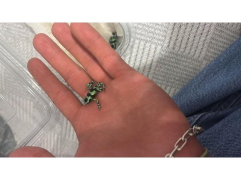 Dart frog ok kurbağası