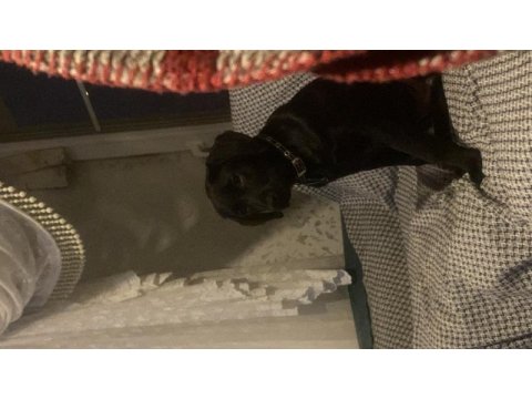 3,5 aylık siyah labrador