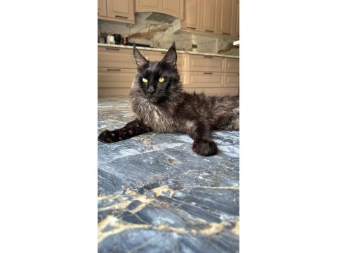 10 haftalık 2 adet dişi maine coon yavru