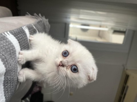 Acil sahiplendirme scottish fold