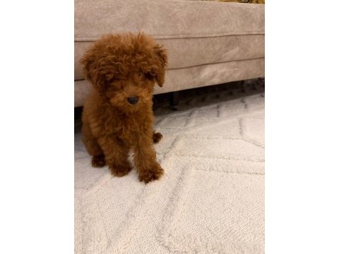 4 aylık toy poodle erkek tüm eşyaları ile verilecektir