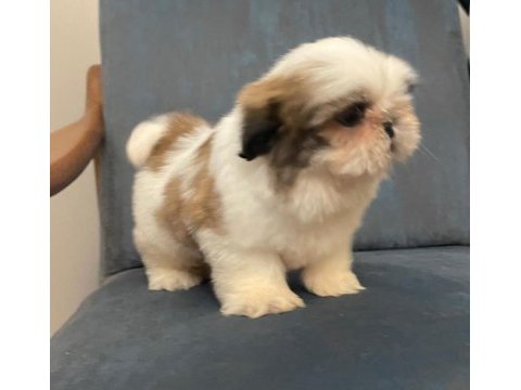 Muhteşem erkek shih tzu yavru